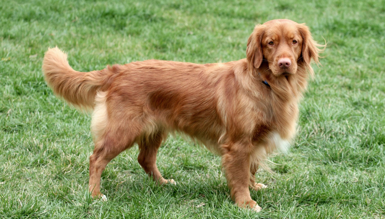 Nova Scotia Duck Tolling Retriever All About Dogs
