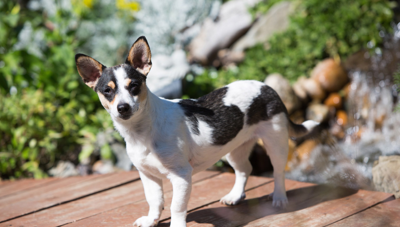Rat Terrier All About Dogs