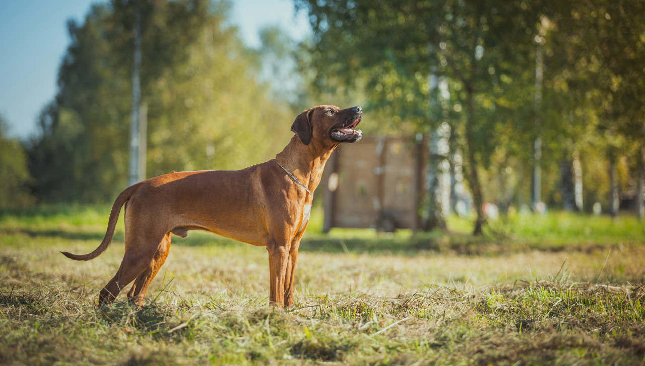Rhodesian Ridgeback All About Dogs
