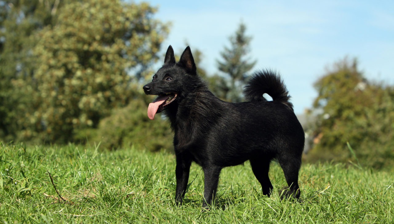Schipperke All About Dogs