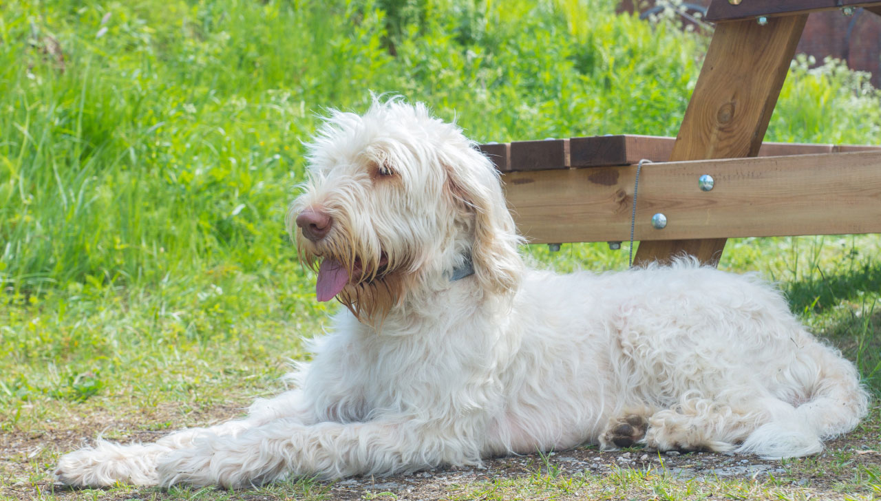 Spinone Italiano All About Dogs