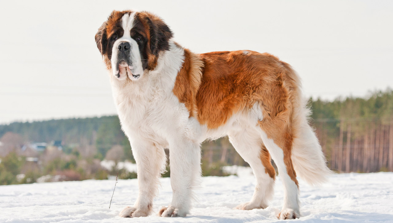 St. Bernard All About Dogs