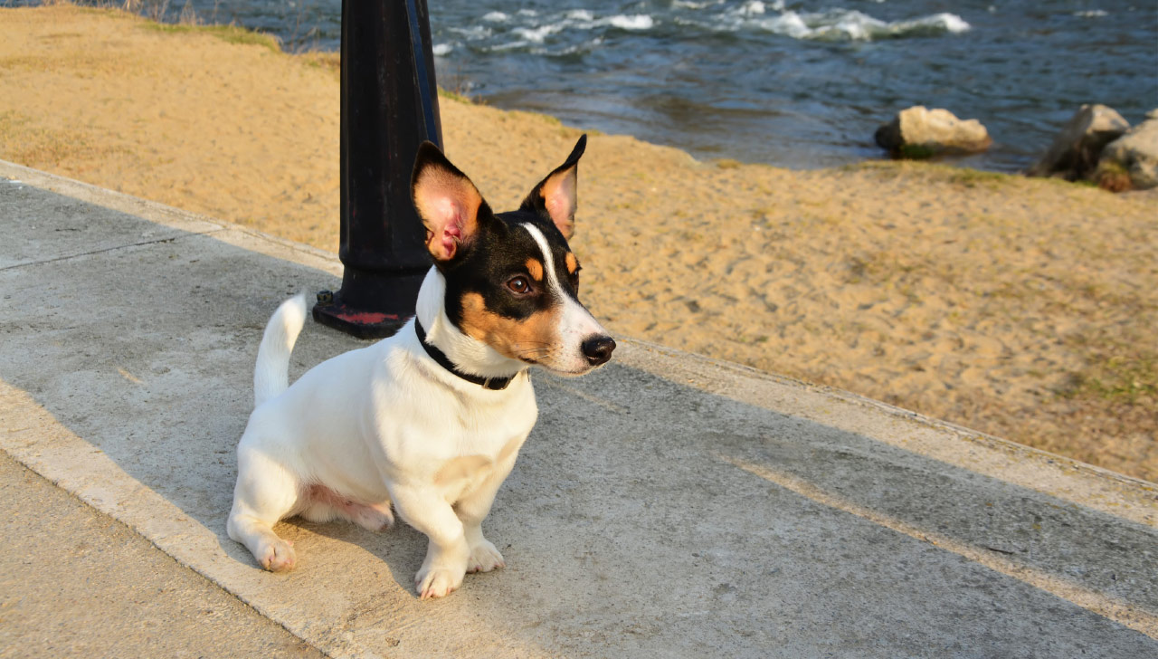 Toy Fox Terrier All About Dogs