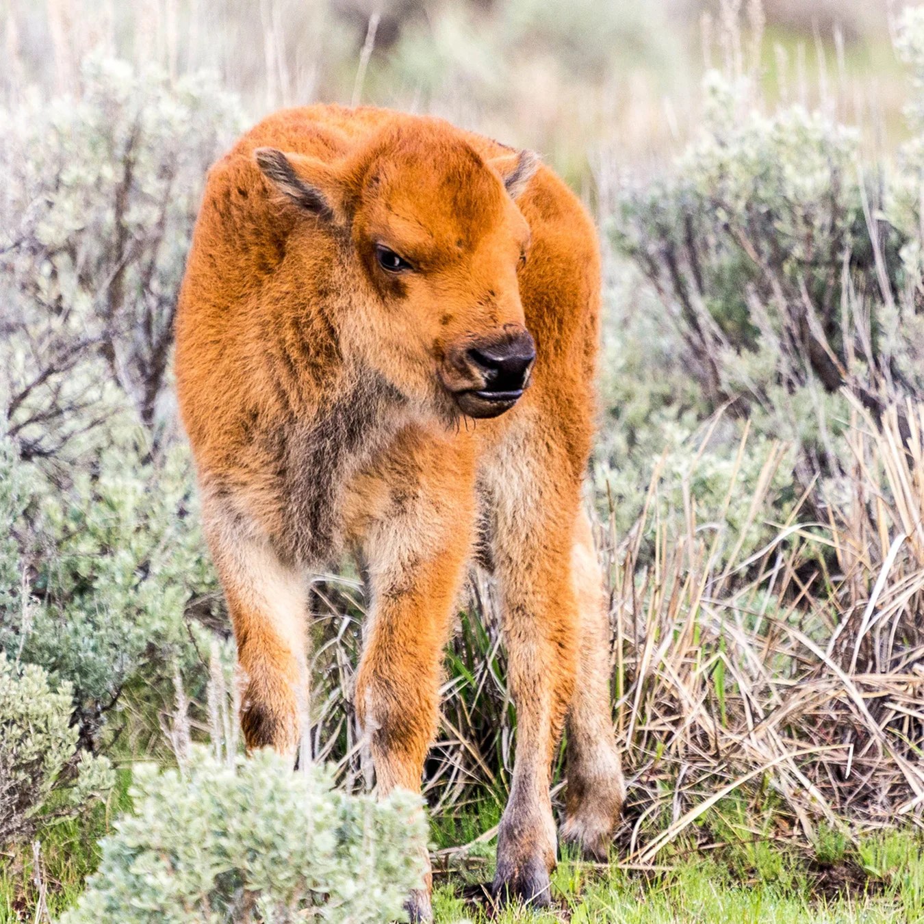 A Yellowstone Visitor Tried to Help a Baby Bison—and Caused Its Death Instead