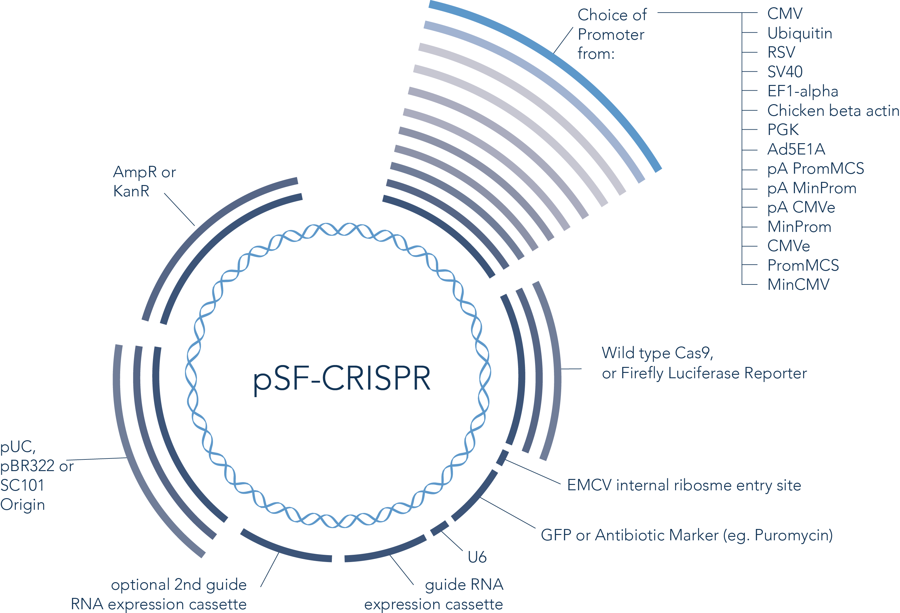 CRISPR Plasmid Technologies