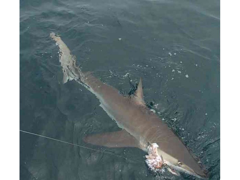 Shark Week Southern California's Recent Sightings Baldwin Park, CA Patch
