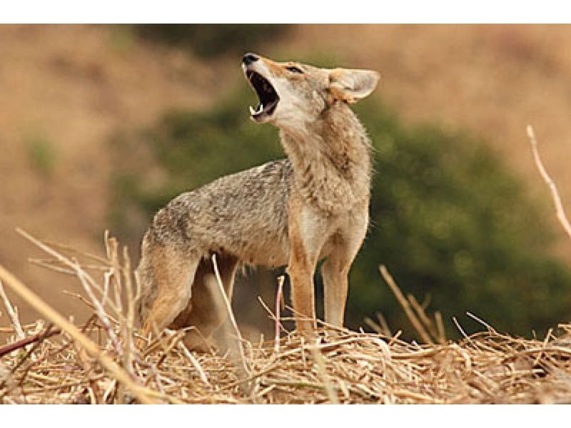 Coyotes Responsible for Killing 23 Chickens in Mahwah...
