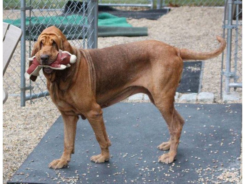 Dog Found in Blackstone Home Treated at Medfield Vet, Animal Shelter