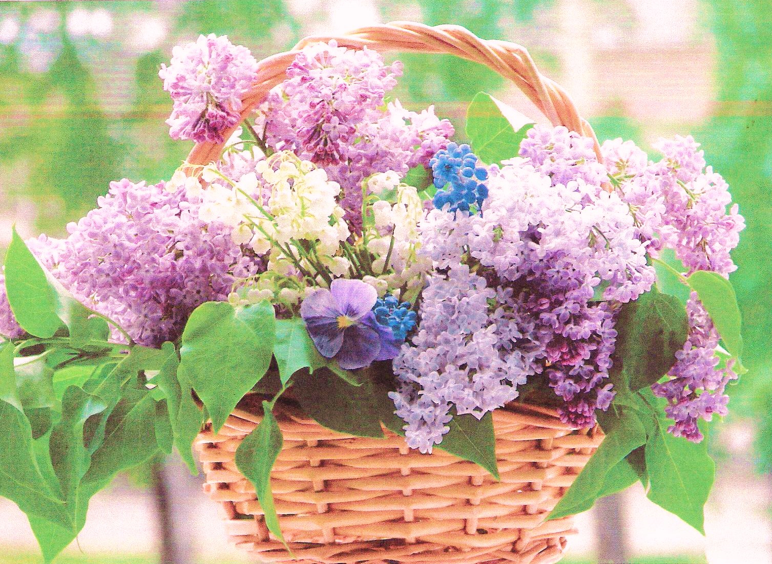 Western Springs, IL Patch Local News, Community, Sports, Shopping