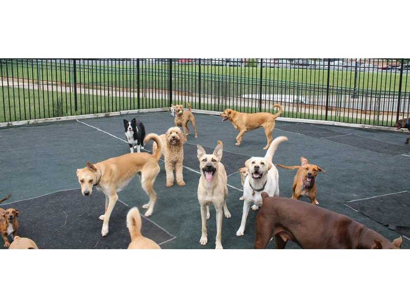 Oak Forest Animal Clinic Comes to Rescue of Canine Haven Oak Forest