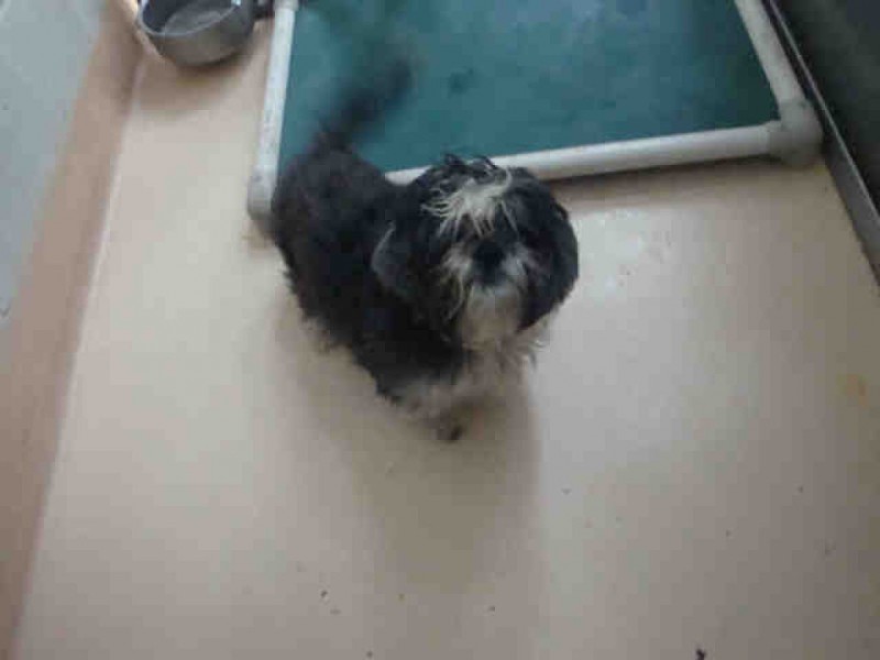 Adopt a Pet with the Montco SPCA Abington, PA Patch