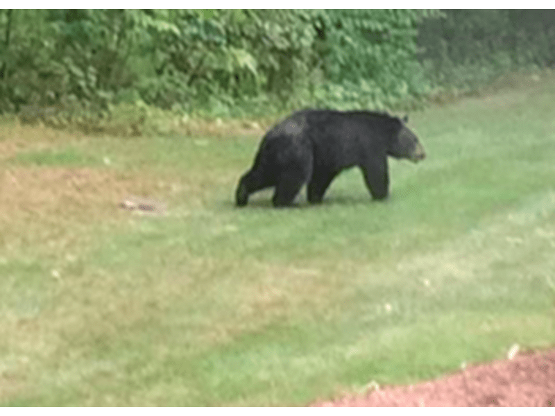 'Huge' Black Bear Caught on Video in Westford Westford, MA Patch