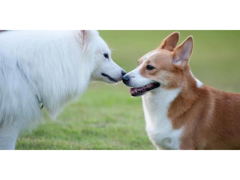 Wilmington's Dog Park to Officially Open June 15 Wilmington, MA Patch