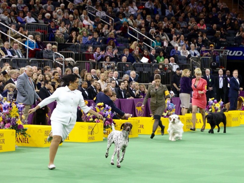 Temecula Dog Wins 'Best in Show' at 2016 Westminster Competition