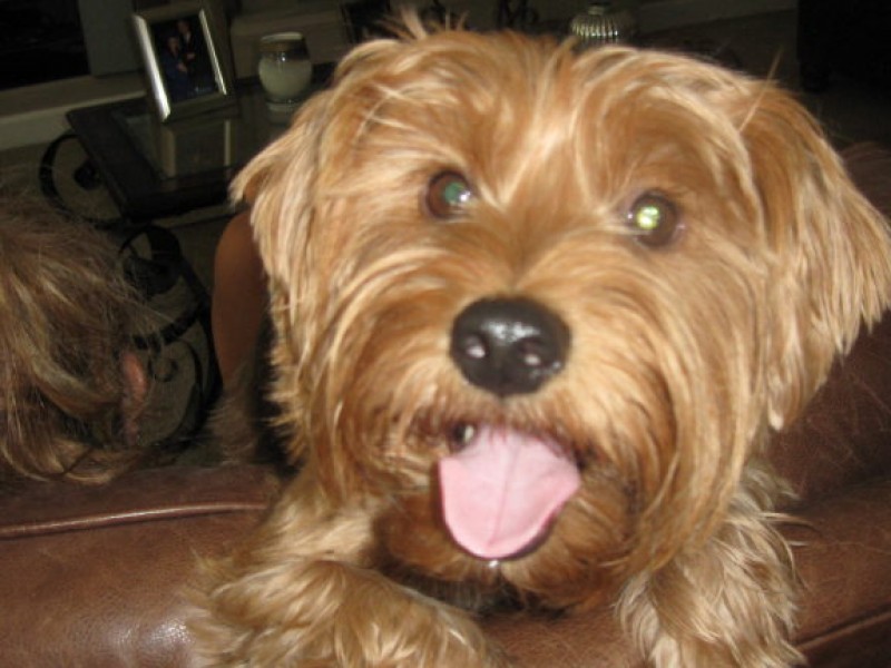 CONTEST Who Has the Cutest Dog in San Mateo? San Mateo, CA Patch