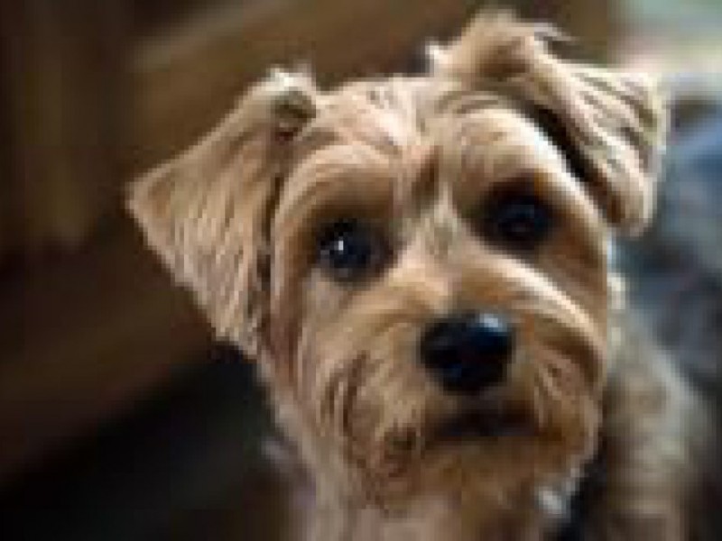 CONTEST Who Has the Cutest Dog in San Mateo? San Mateo, CA Patch