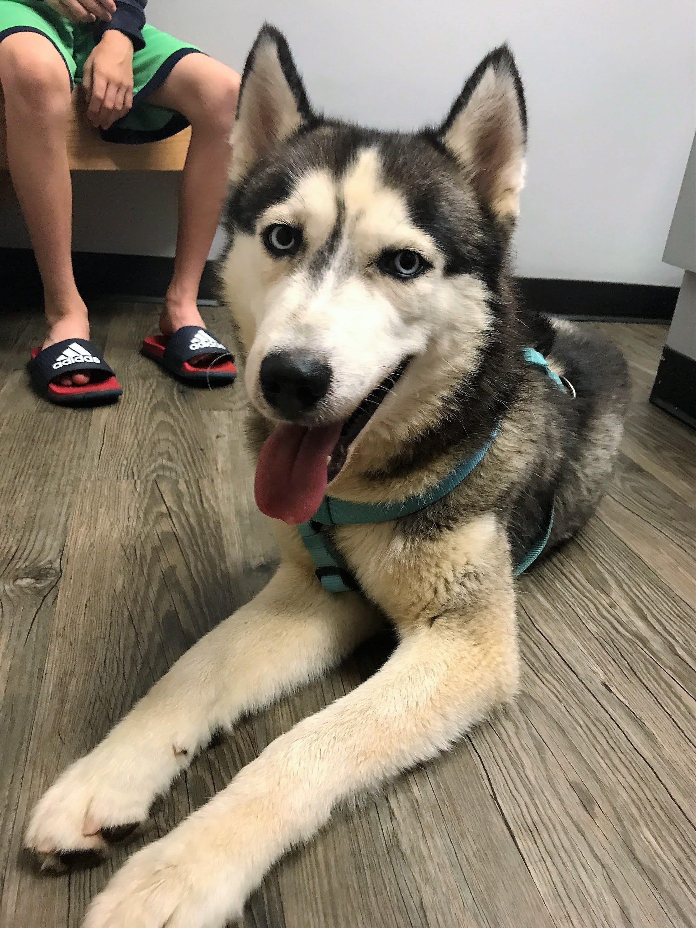 How Much Do Pet Bunnies Sleep PatchPets