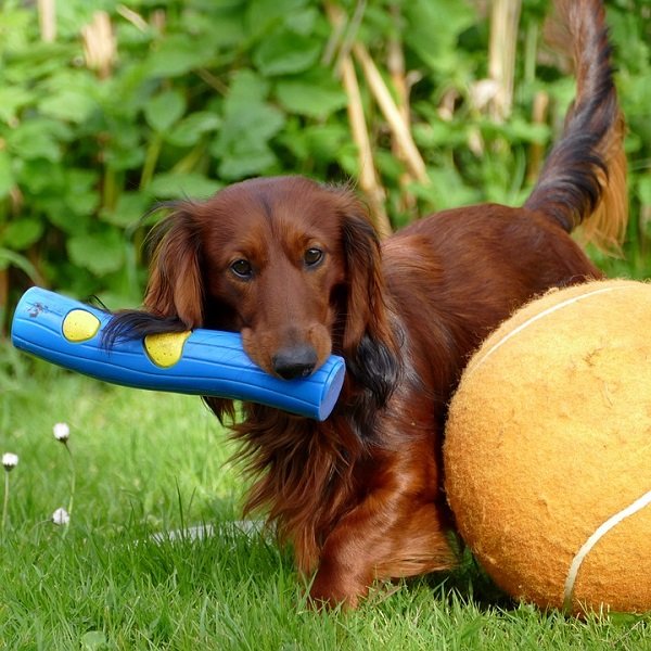 The Advantages Of Wiener Dogs As Pets PatchPets
