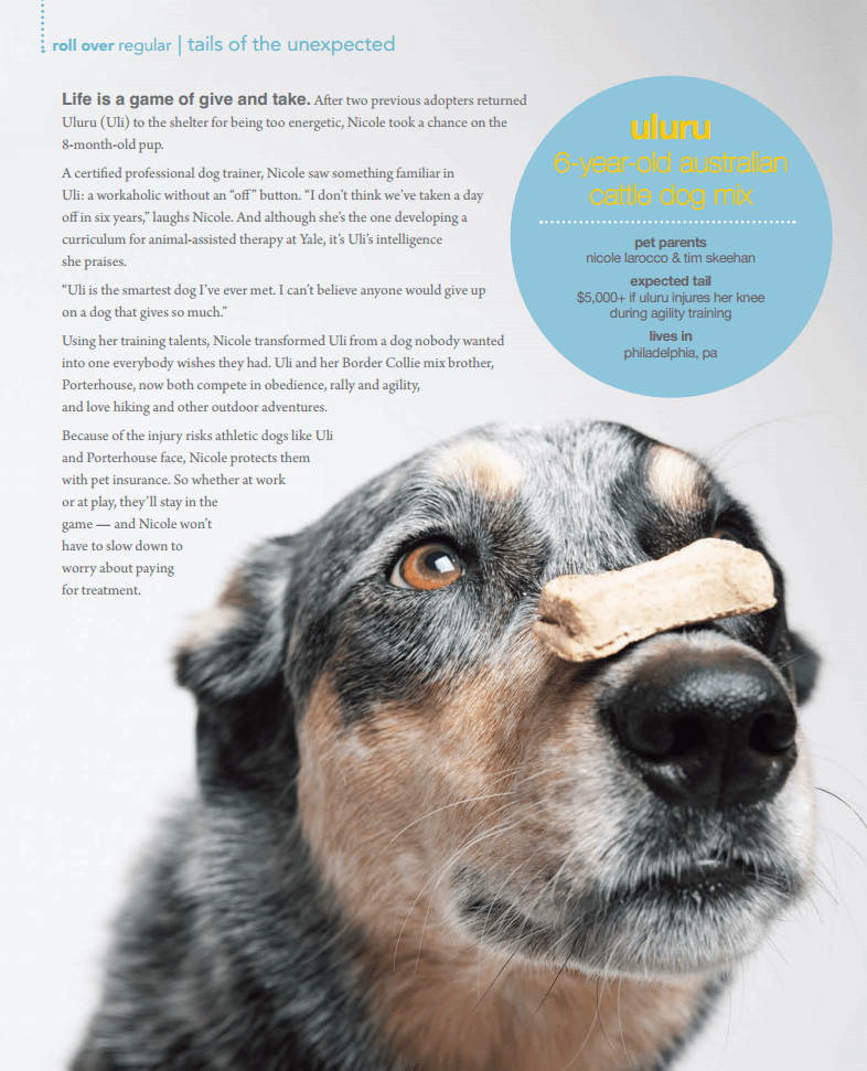 Is Costco Pet Insurance Right For You And Your Pet? PatchPets