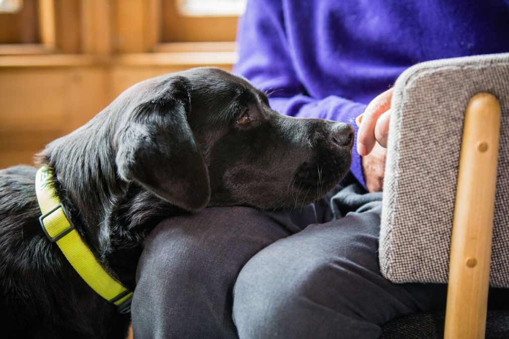 The Benefits Of Having A Pet For People Suffering From Dementia PatchPets