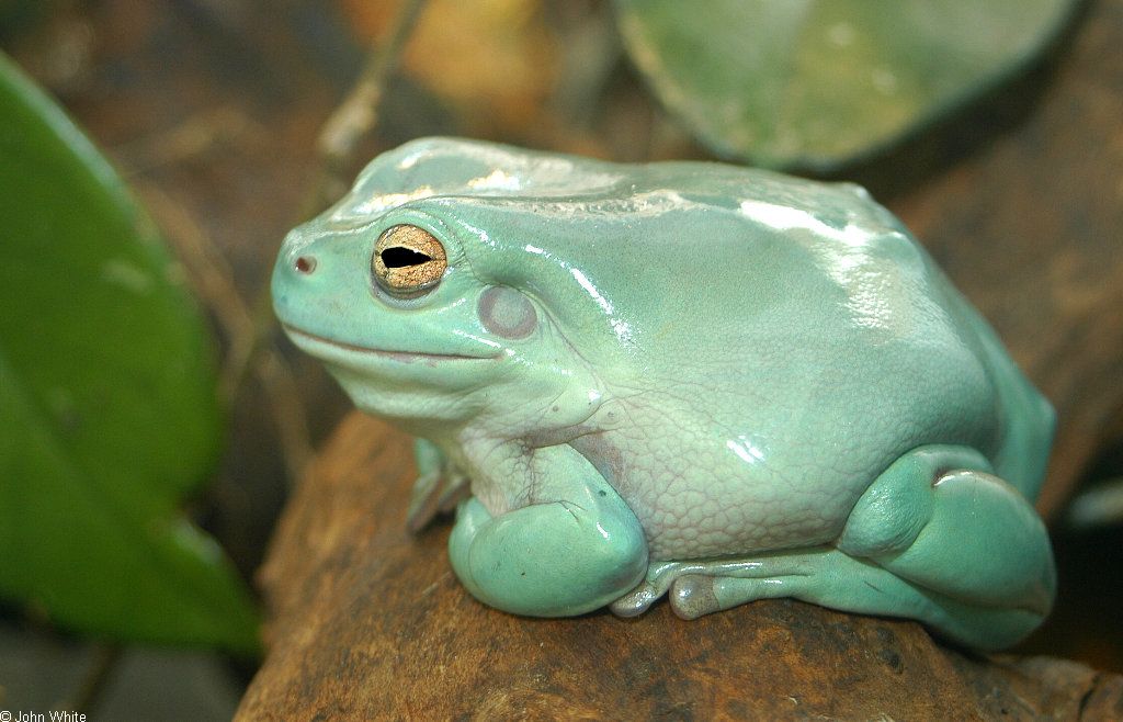 How Much Is A Pet Tree Frog at alexltuckero blog