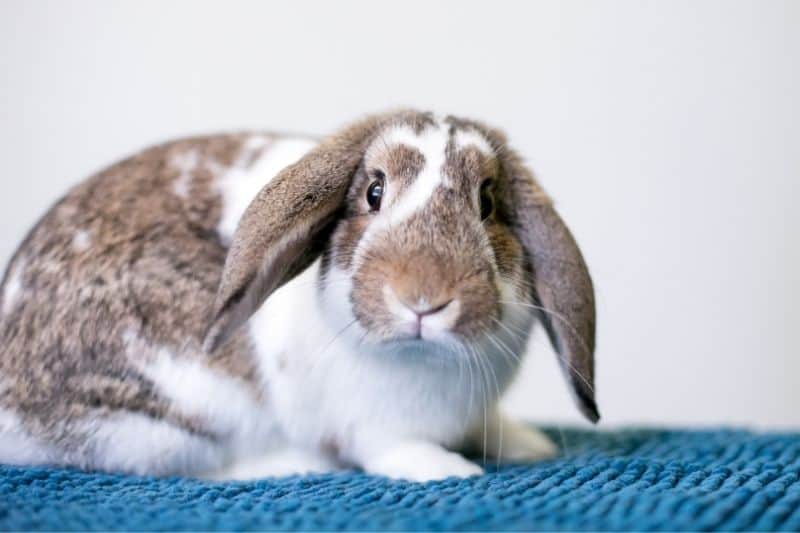 Bunnies Low Maintenance Pets Or High Care Animals? PatchPets