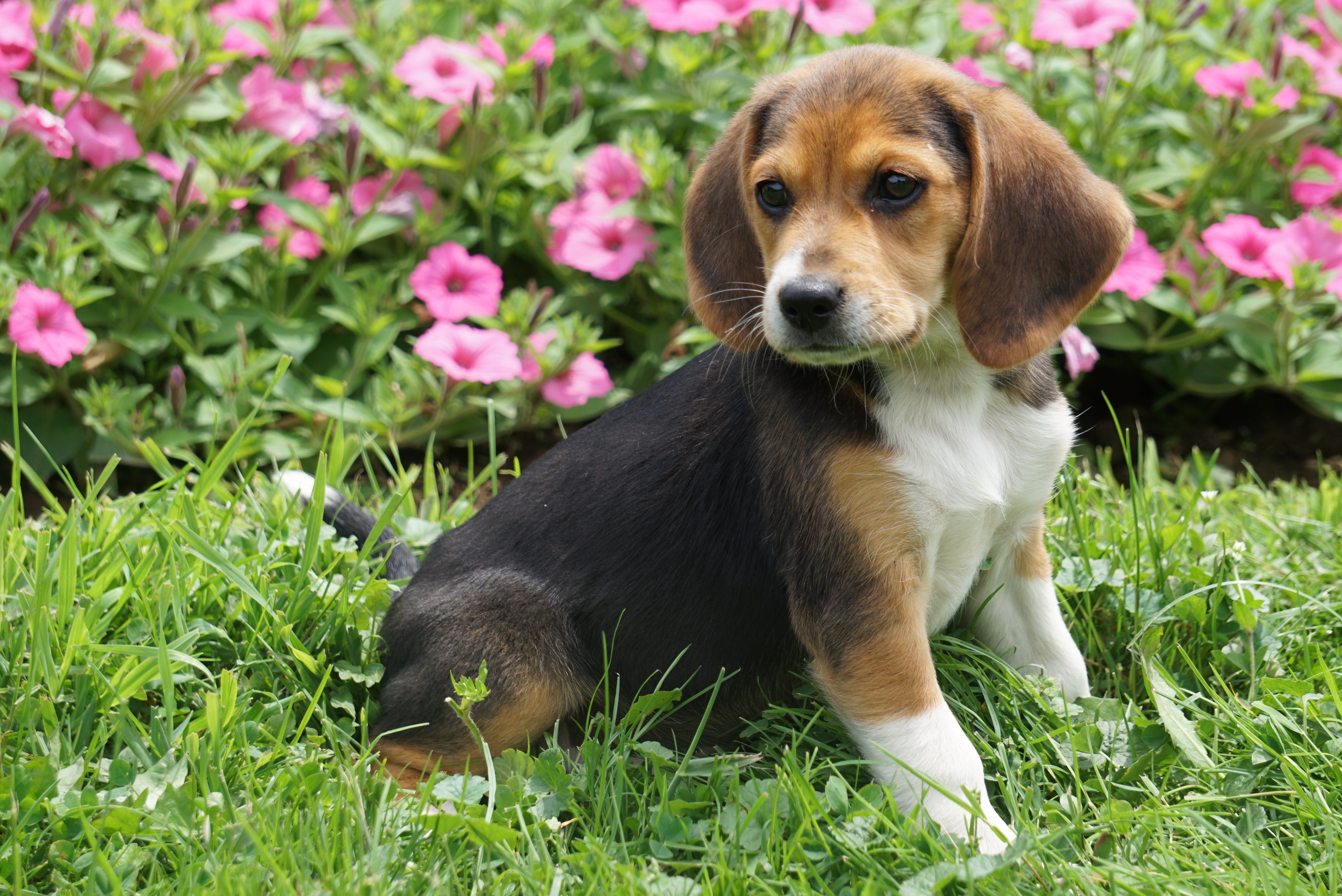 Are Beagles Good Pets For Seniors PatchPets