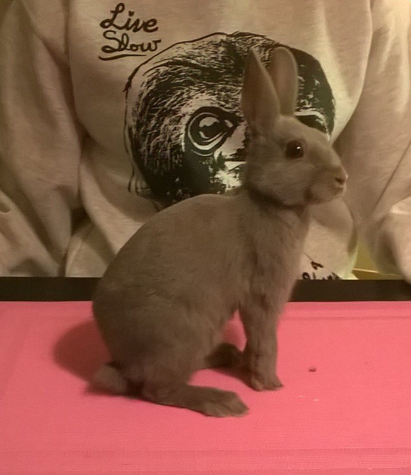 Is A Polish Rabbit The Right Pet For You? PatchPets