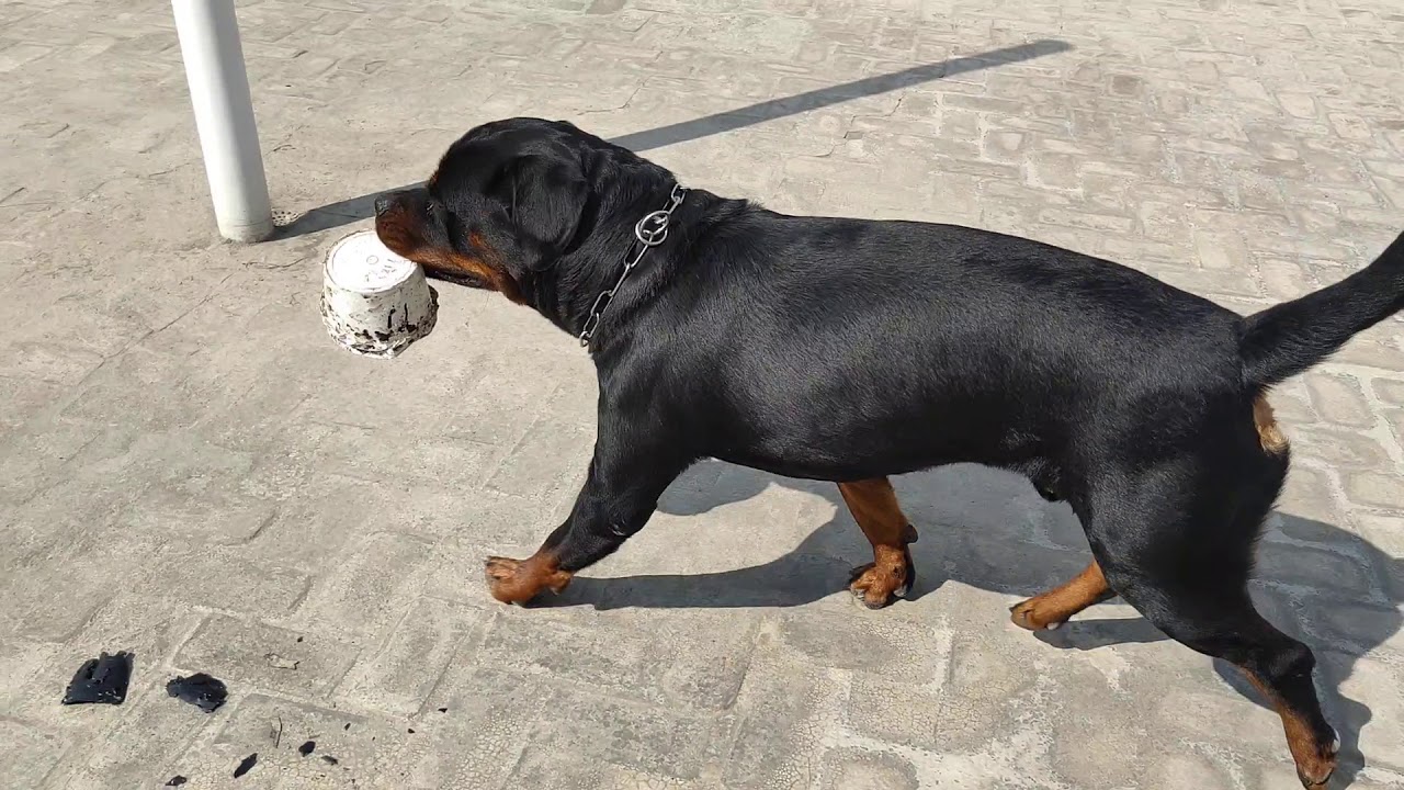 10 Reasons Rottweilers Make Good Pets PatchPets
