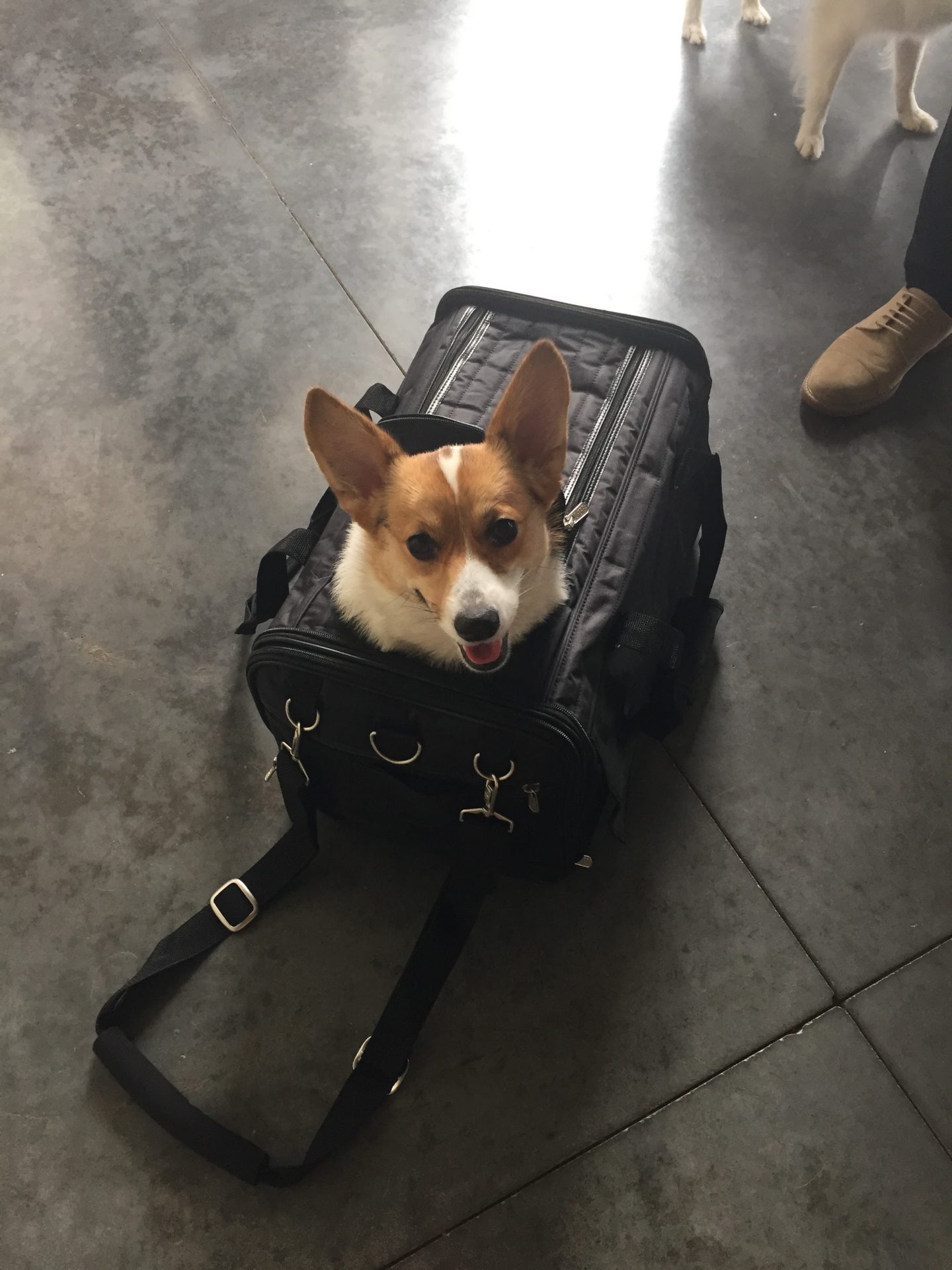PetFriendly Spirit Airlines PatchPets