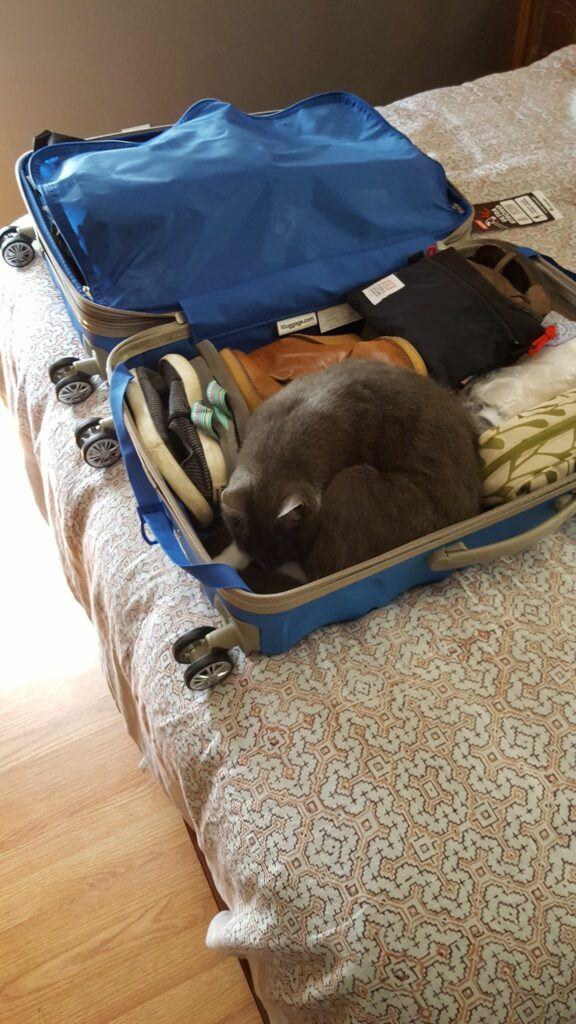 How To Charge For House Sitting PatchPets