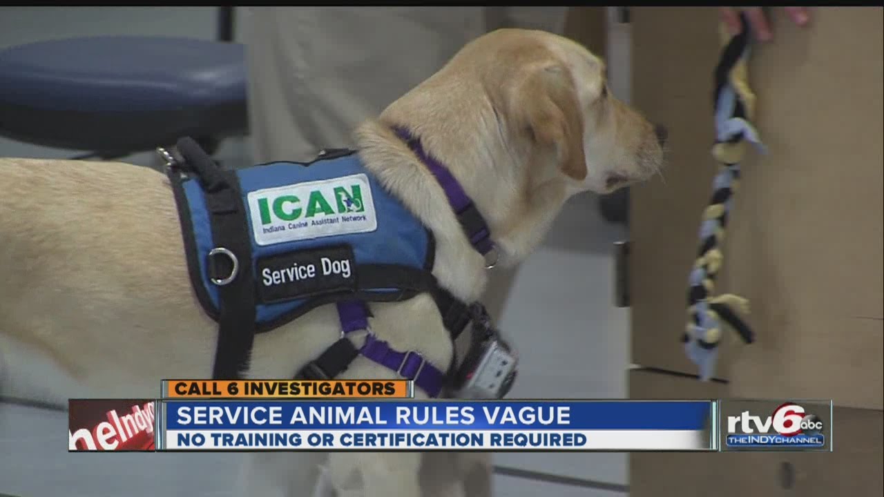 The Cost Of A Pet Lawyer PatchPets