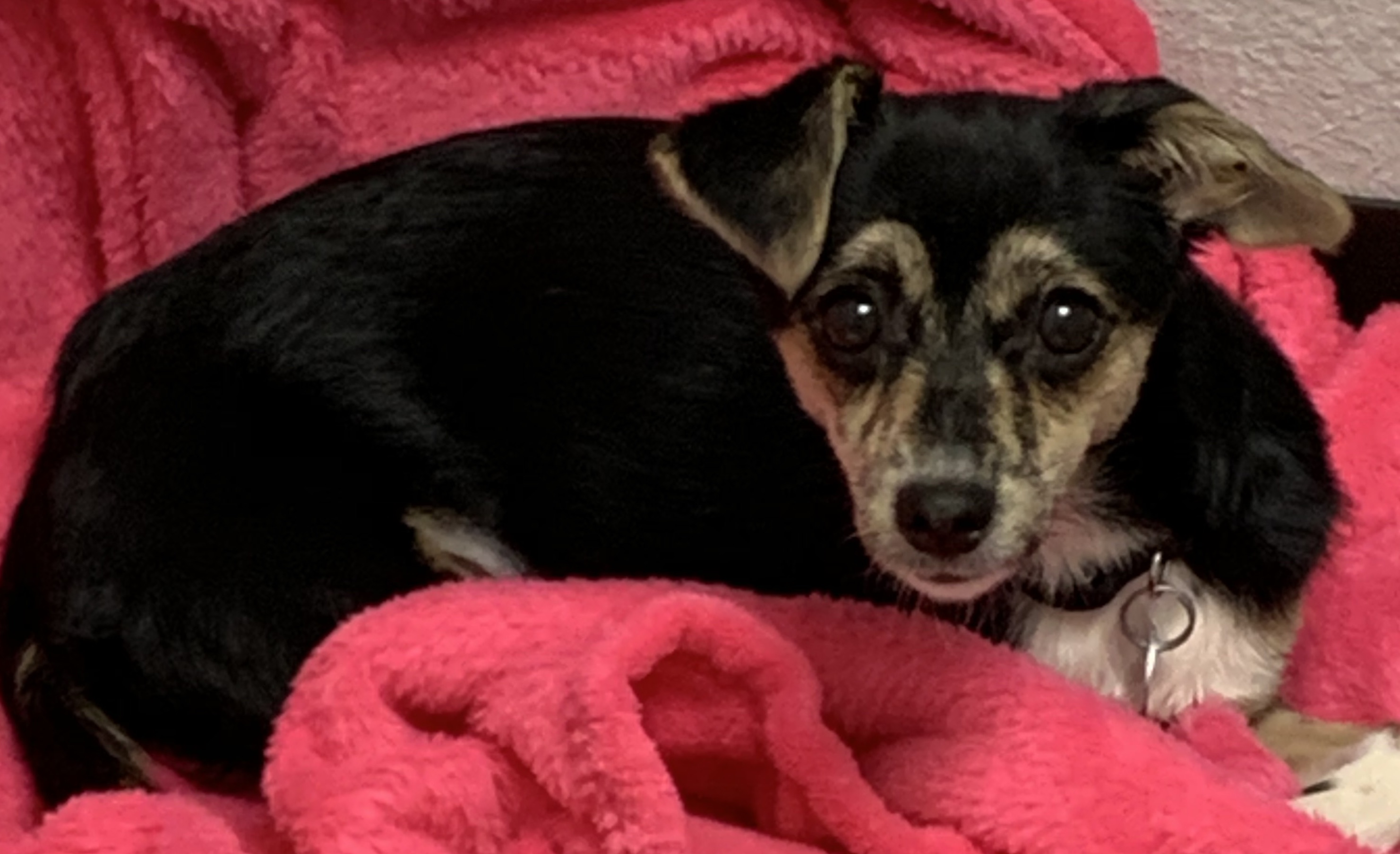 Find A Comfortable Stay For You And Your Furry Companion At Hotel