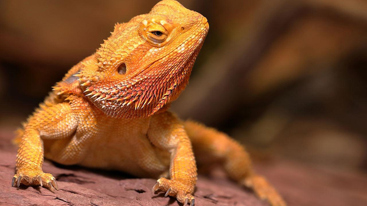 Bearded Dragons The Ideal Pet For Reptile Enthusiasts PatchPets