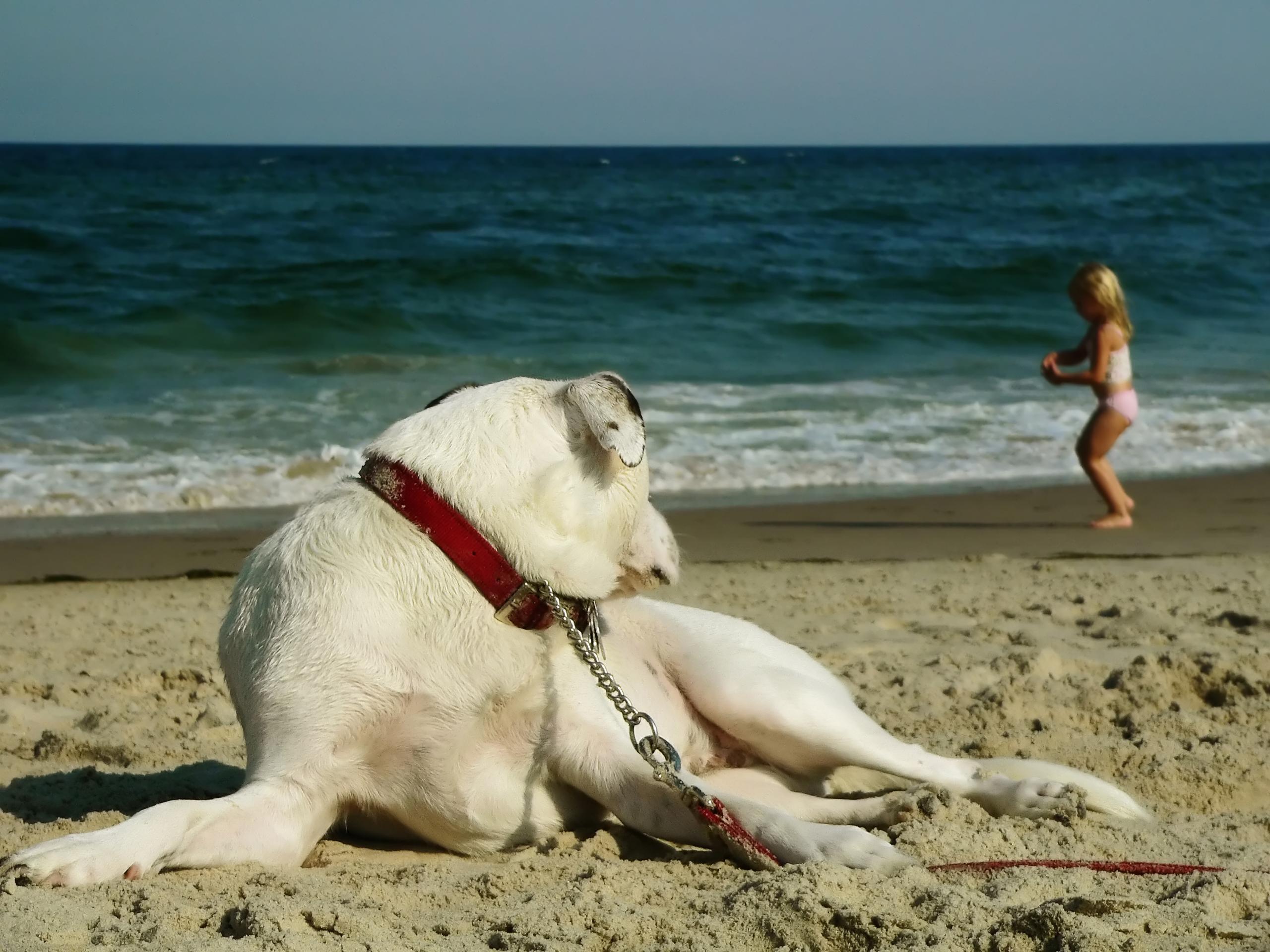 Bethany Beach The Perfect PetFriendly Beach PatchPets