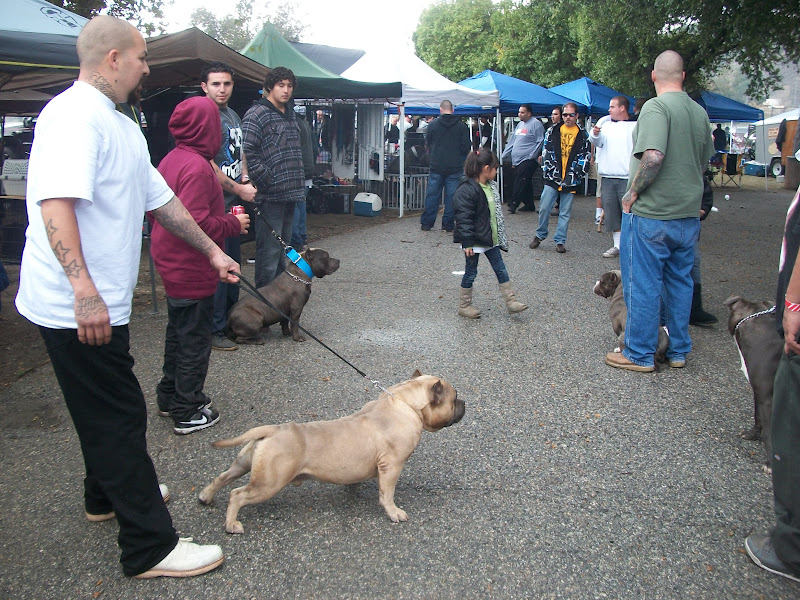 PetFriendly Vacationing At Glen Helen PatchPets