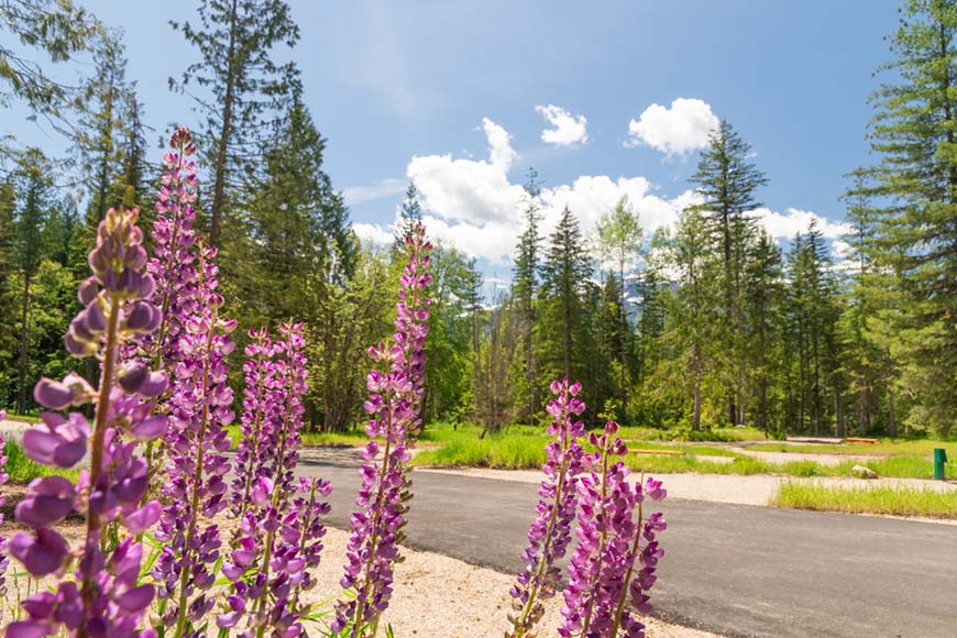 Bring Your Pet Along On Your Next Camping Trip To British Columbia An