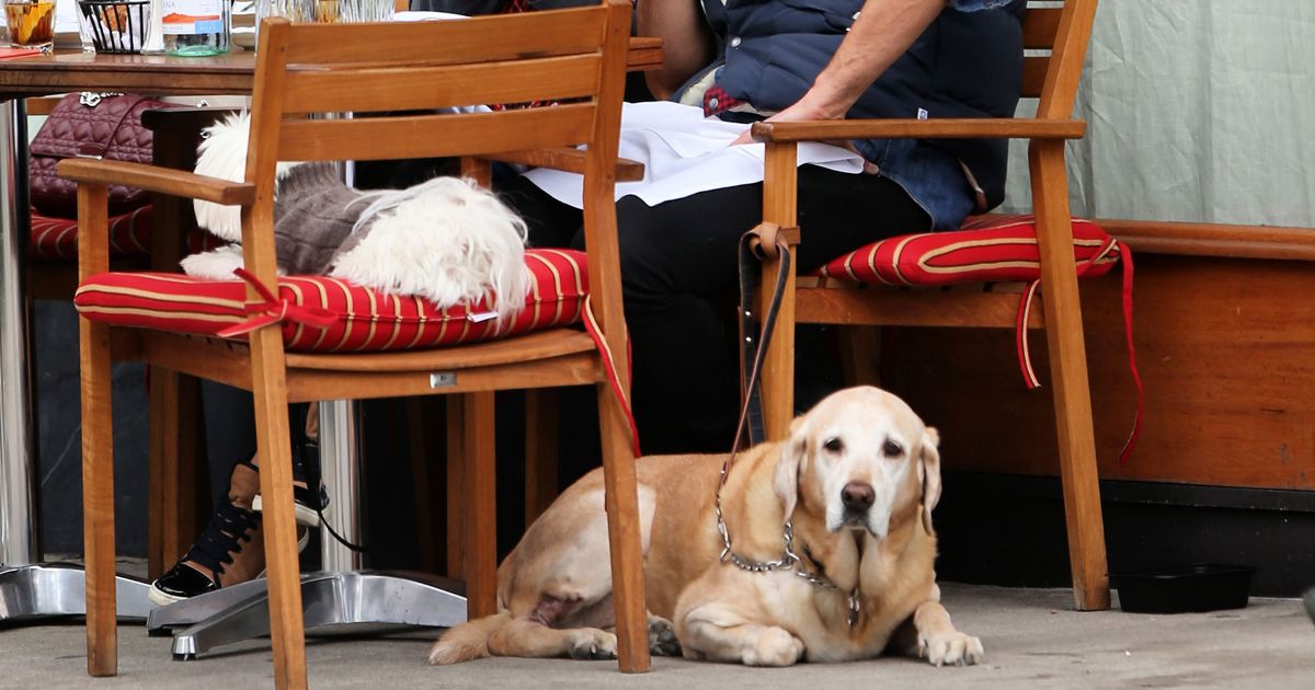 Experience PetFriendly Outdoor Dining At Bravo Patios! PatchPets
