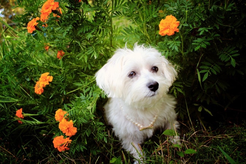 Is A Marigold A Good Pet? PatchPets