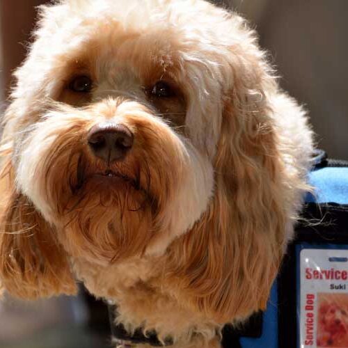 Bring Your Furry Friend Along On Your Next Vacation With WorldMark