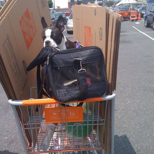 Is Your Favorite Public Place Pet Friendly? PatchPets