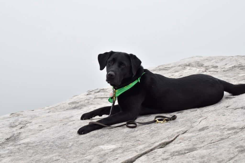 Exploring Grandfather Mountain With Your Furry Friend Pet Rules And