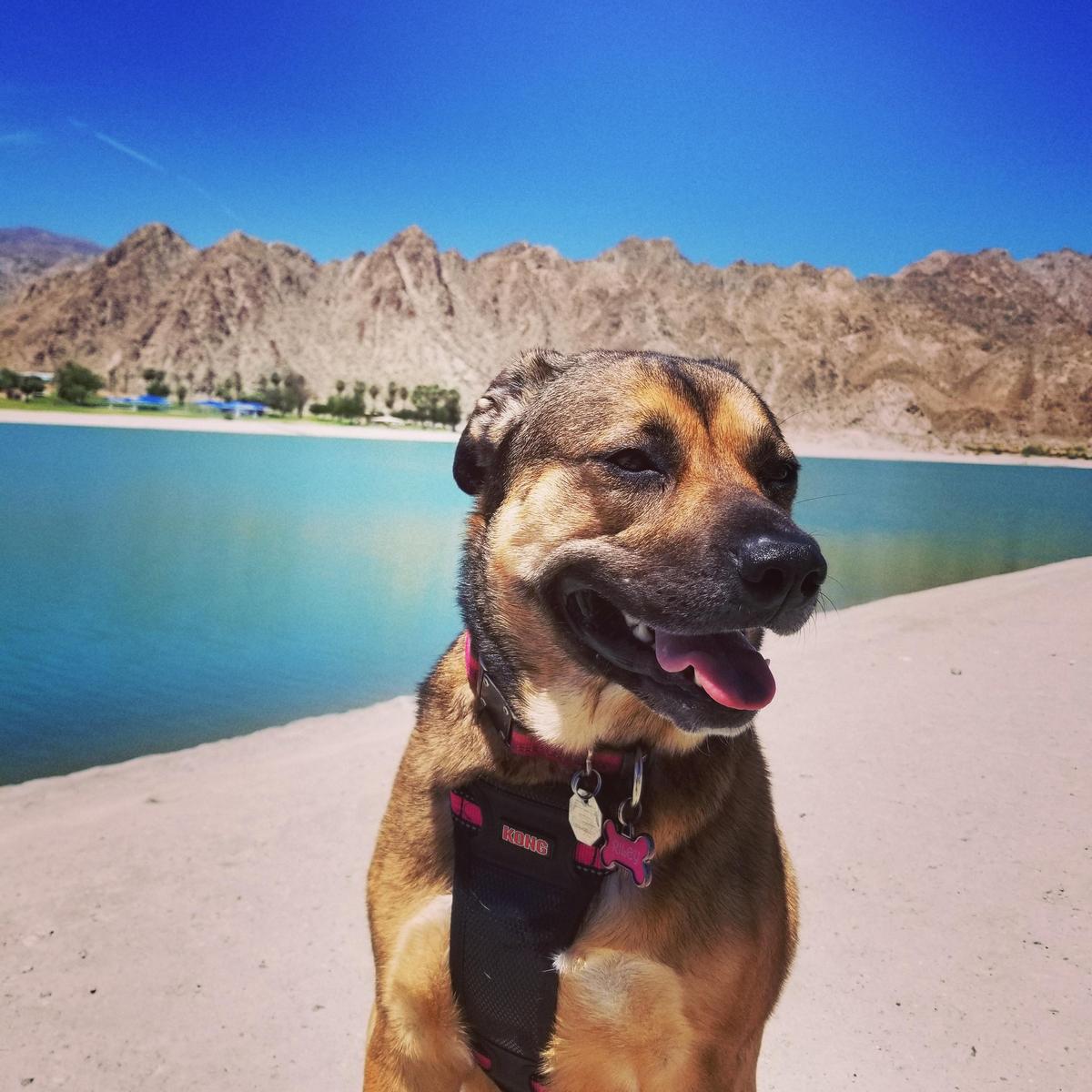 The La Quinta Inn & Suites Orlando Lake Mary A PetFriendly Hotel