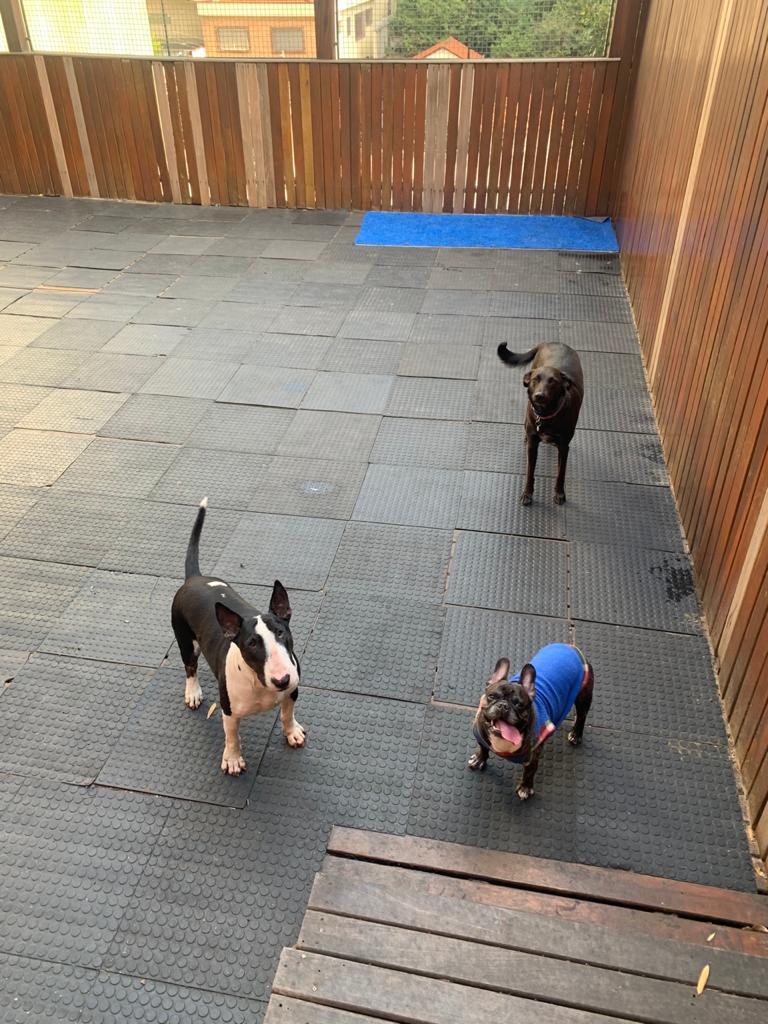 Explore Metairie With Your Pet A Guide To The Best PetFriendly Hotels