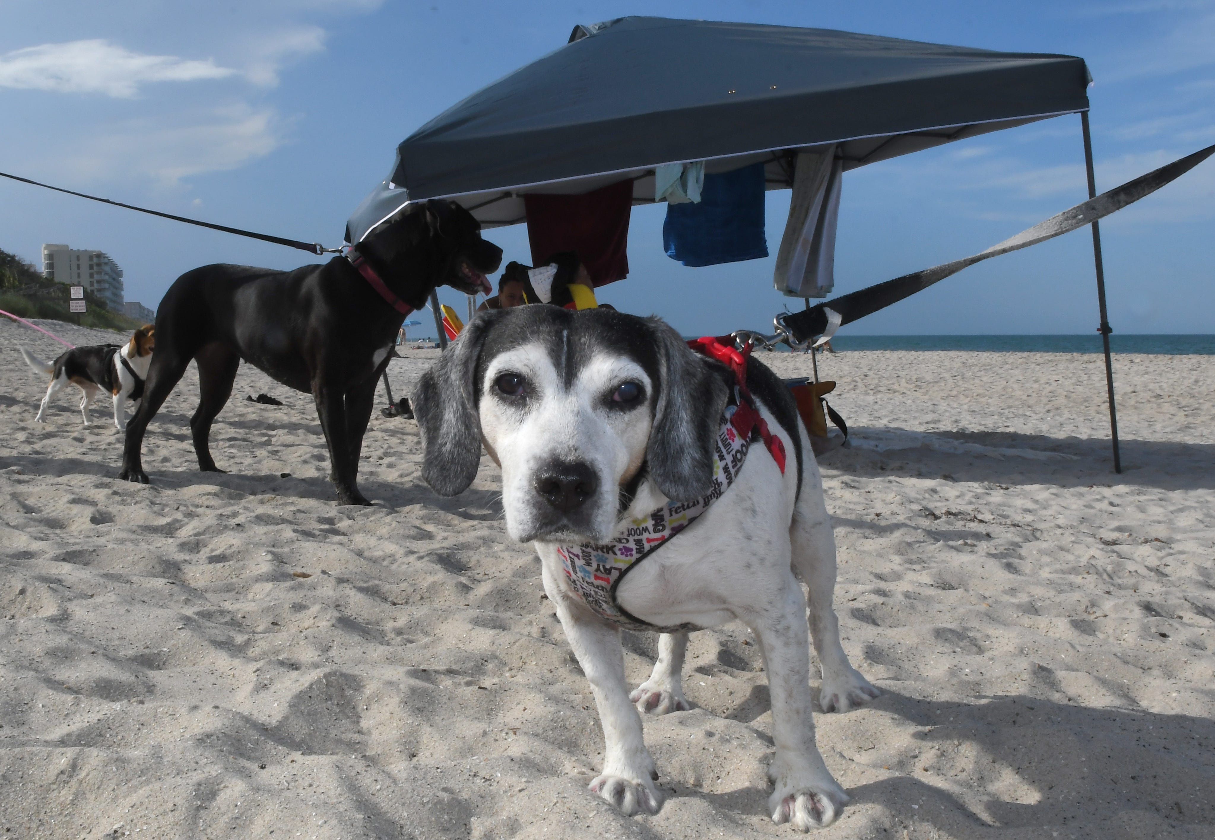 Exploring PetFriendly Beaches In Florida Finding The Perfect Spot For Your Beach Getaway With