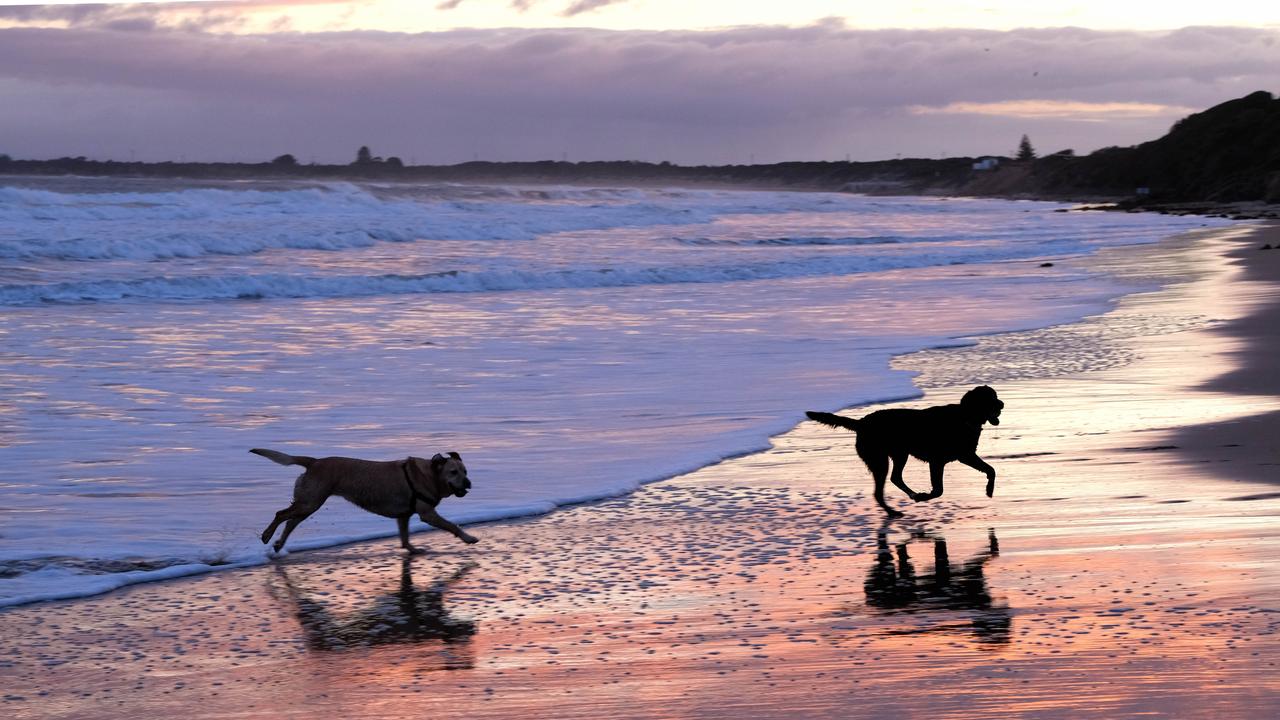 Looking For A Petfriendly Hotel In Ocean Grove? Look No Further Than