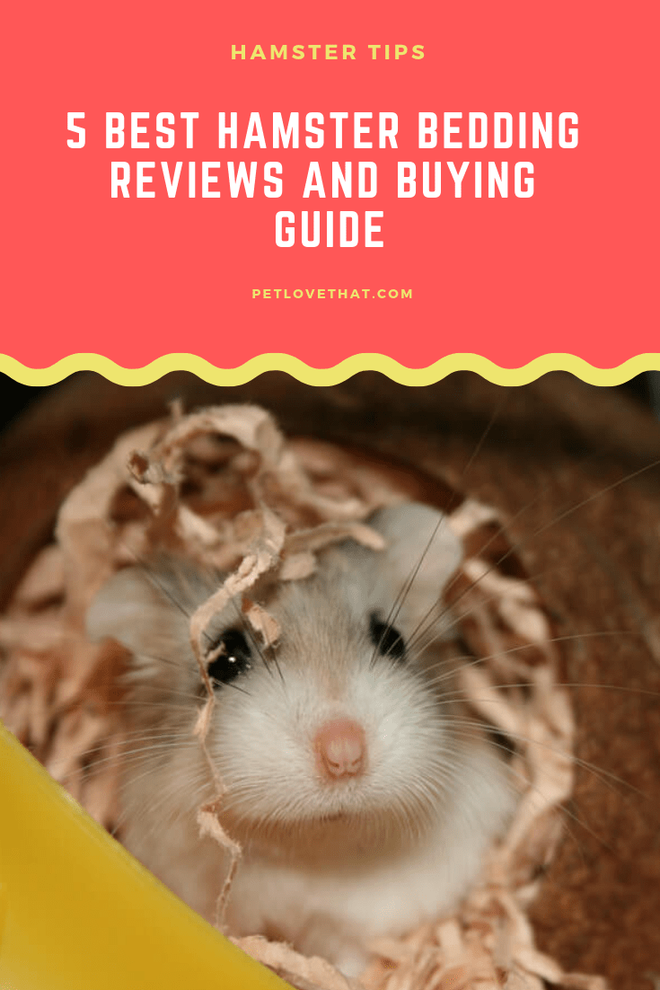 Is A Boxer Dog The Right Pet For You? PatchPets