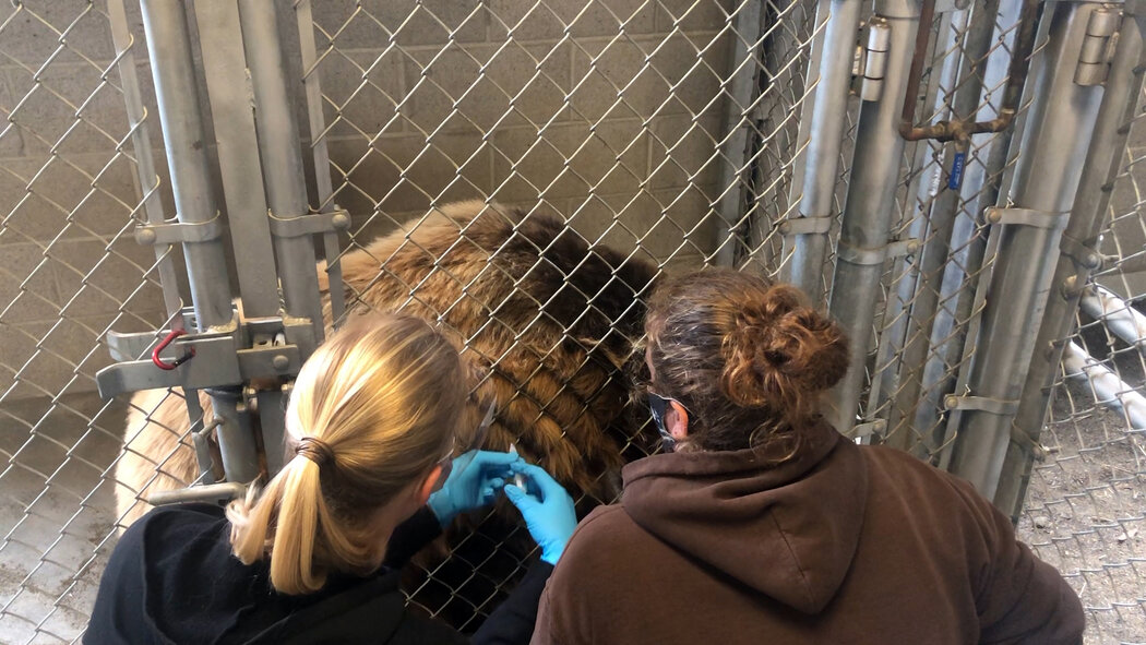 Exploring The Bronx Zoo A Visit To The Historic Sanctuary Without Your Pets PatchPets