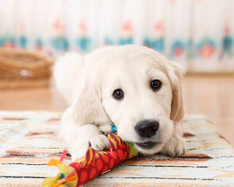 How To Pay Your Santa Louisa Pet Deposit PatchPets