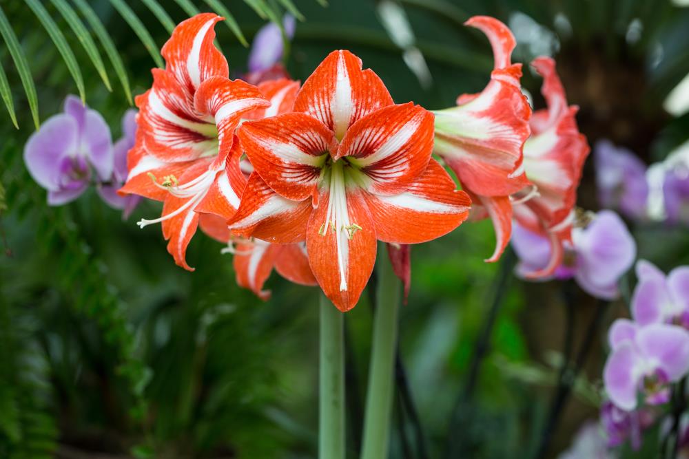 Amaryllis A PetFriendly Plant? PatchPets